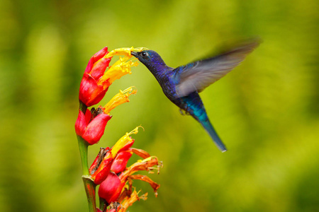 大蓝色蜂鸟紫罗兰剑飞在美丽的红花旁边，背景是清澈的绿色森林自然。 小鸟在丛林里飞翔。 热带哥斯达黎加的野生动物。