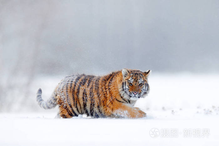 老虎在野外冬天自然在雪地里奔跑.