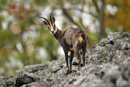 捷克共和国背景Studenec山石山森林上的Chamois Rupicapra。 野生动物场景与角动物麂。 带有麂皮的森林景观。