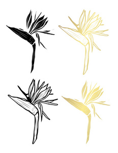 装饰石榴花设计元素。 可用于卡片邀请横幅海报印刷设计。 金色花朵