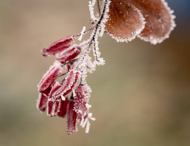 红色巴宝莉浆果白檗属覆盖着霜冻阳光明媚的冬日。 近点