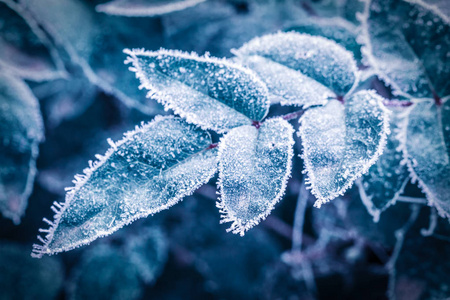 在寒冷的冬天，绿叶覆盖着霜冻和雪花。 调色图像