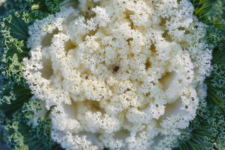 白色装饰卷心菜在温暖的秋日作为背景或背景