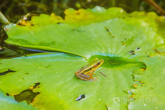 池塘里荷叶上的一只可爱的绿色青蛙广东蛙hylaranamacdactyla又称广东