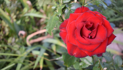 揭示一种新鲜的红玫瑰宏观摄影。