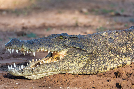 尼罗河畔的尼罗河鳄鱼张开了嘴，露出了牙齿，博茨瓦纳野生动物