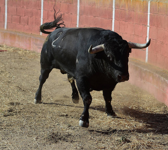 西班牙的黑牛