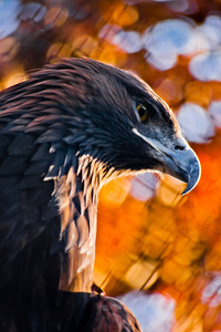 金鹰的头是一个巨大的喙和一个严厉的鹰的外观。