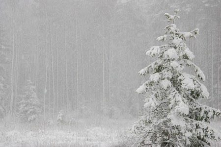 美丽的森林景观在寒冷的冬日，树木覆盖着雪。 拉脱维亚森林里的降雪。 森林里的冬天。 冬林景观，雪冬树