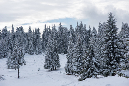 冬季景观与冷冻树