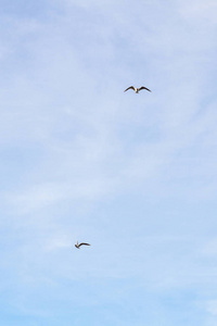 鸟海鸥在多云天气中天空飞翔