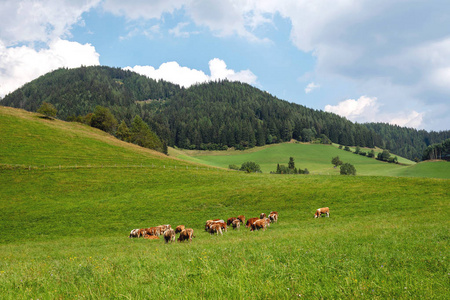 奥地利。 奶牛在一个绿色的高山牧场在一个夏天的蓝天山景观。