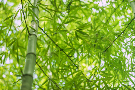 竹林绿林壁纸自然背景