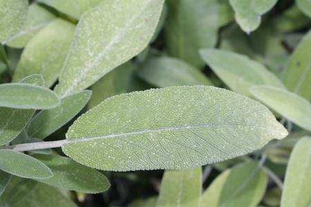 鼠尾草砂草一种药用植物，也称为药用草本植物。 鼠尾草是一种芳香植物
