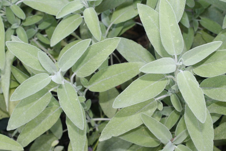 鼠尾草砂草一种药用植物，也称为药用草本植物。 鼠尾草是一种芳香植物