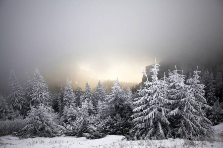 圣诞节和新年背景，山上有冬天的树，覆盖着新鲜的雪魔法节日背景
