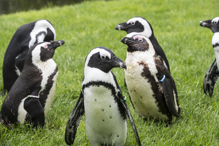 麦哲伦企鹅是一群几乎完全生活在南半球，特别是南极的水生无飞鸟
