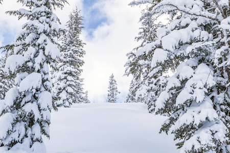 白雪覆盖的松树，冬天的风景