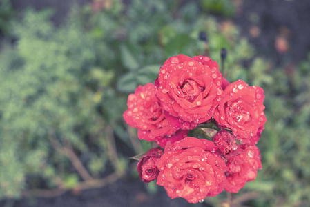 红玫瑰灌木在花园中盛开，植物模糊背景选择性聚焦。 顶部视图