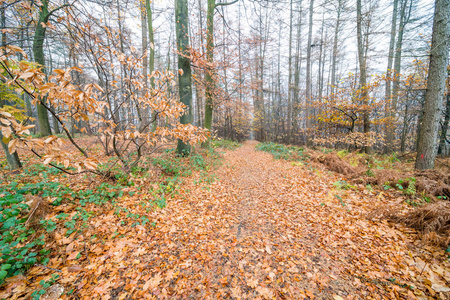 在秋天的时候，一条穿过森林的小径，让路上有很多落叶