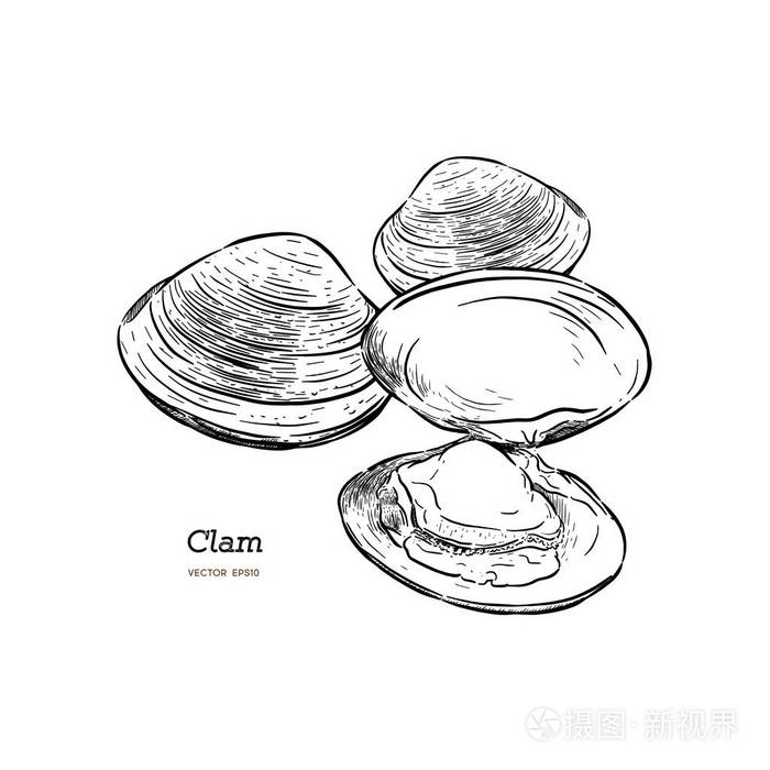 插画 蛤蜊贻贝海鲜素描风格矢量插图孤立在白色背景.