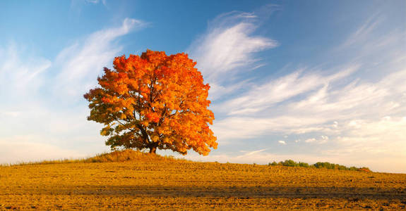 田野里一棵孤独的树，秋色火红