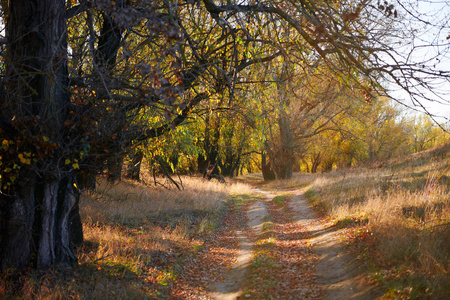 秋天林中的地面道路和美丽的树木，阳光明媚，白天有阴影。
