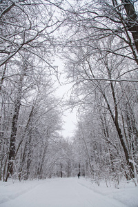 美丽的冬季森林景观树覆盖着雪