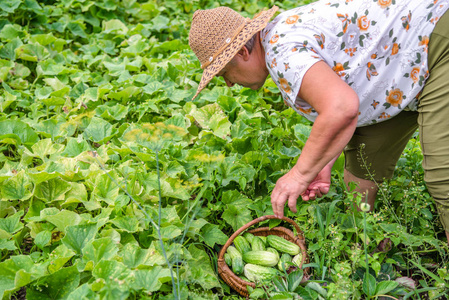 农民田间采摘黄瓜有机菜园收获蔬菜生物养殖理念