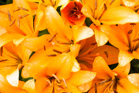 水滴中的橙色百合花