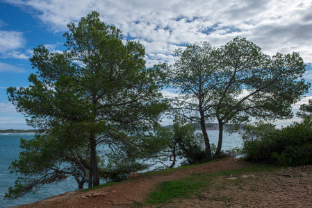 西班牙卡拉萨卡莱塔伊比萨海岸旁边的树