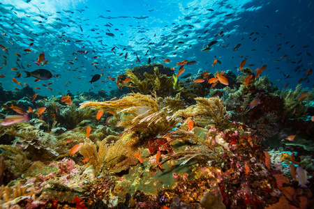 印度尼西亚科莫多国家公园珊瑚礁上美丽的珊瑚