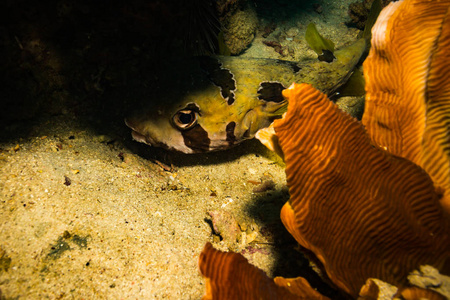 泰国高涛礁河豚