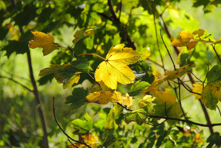 秋叶青黄枫树的枝条