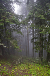 蒙特纳格林山脉夏季全景