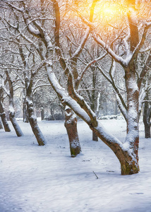 城市公园里白雪覆盖的树木。 日落时有很多雪。 一排的树