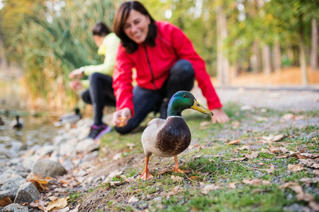 在公园里, 户外湖畔的女跑步者在自然中喂养鸭子