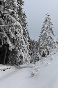 白雪覆盖的乌克兰喀尔巴阡山美丽的冬季景观