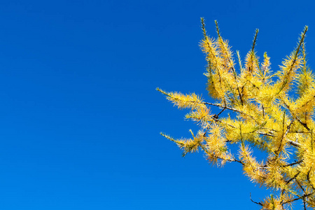 秋叶映衬着蓝天，自然的空间背景