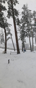 降雪。雪中的树。巴库里亚尼山区滑雪胜地