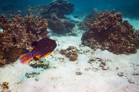 泰国科特岛附近珊瑚礁上美丽的鱼的水下景观