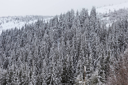 白雪覆盖的乌克兰喀尔巴阡山脉美丽的冬季景观