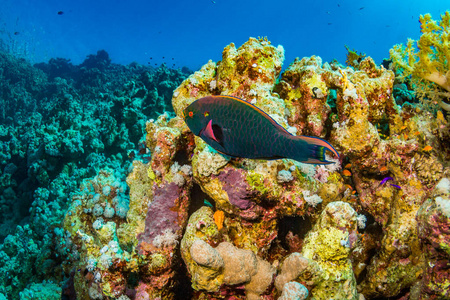 红海暗礁上的鹦鹉鱼埃及沙姆沙伊赫