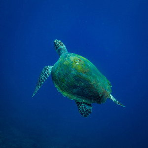 印度尼西亚巴厘岛海洋动植物水下拍摄