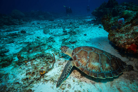 科祖梅尔礁上的绿海龟