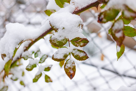 雪下的绿叶，在树枝上的雪