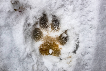 雪犬中狼的脚印