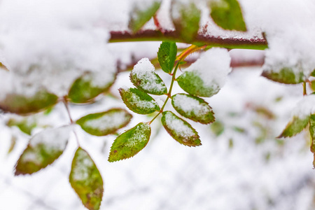 雪下的绿叶，在树枝上的雪