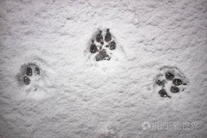 雪犬中狼的脚印