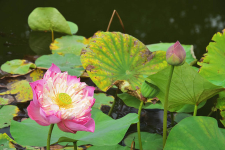 粉红色的莲花在湖里非常美丽